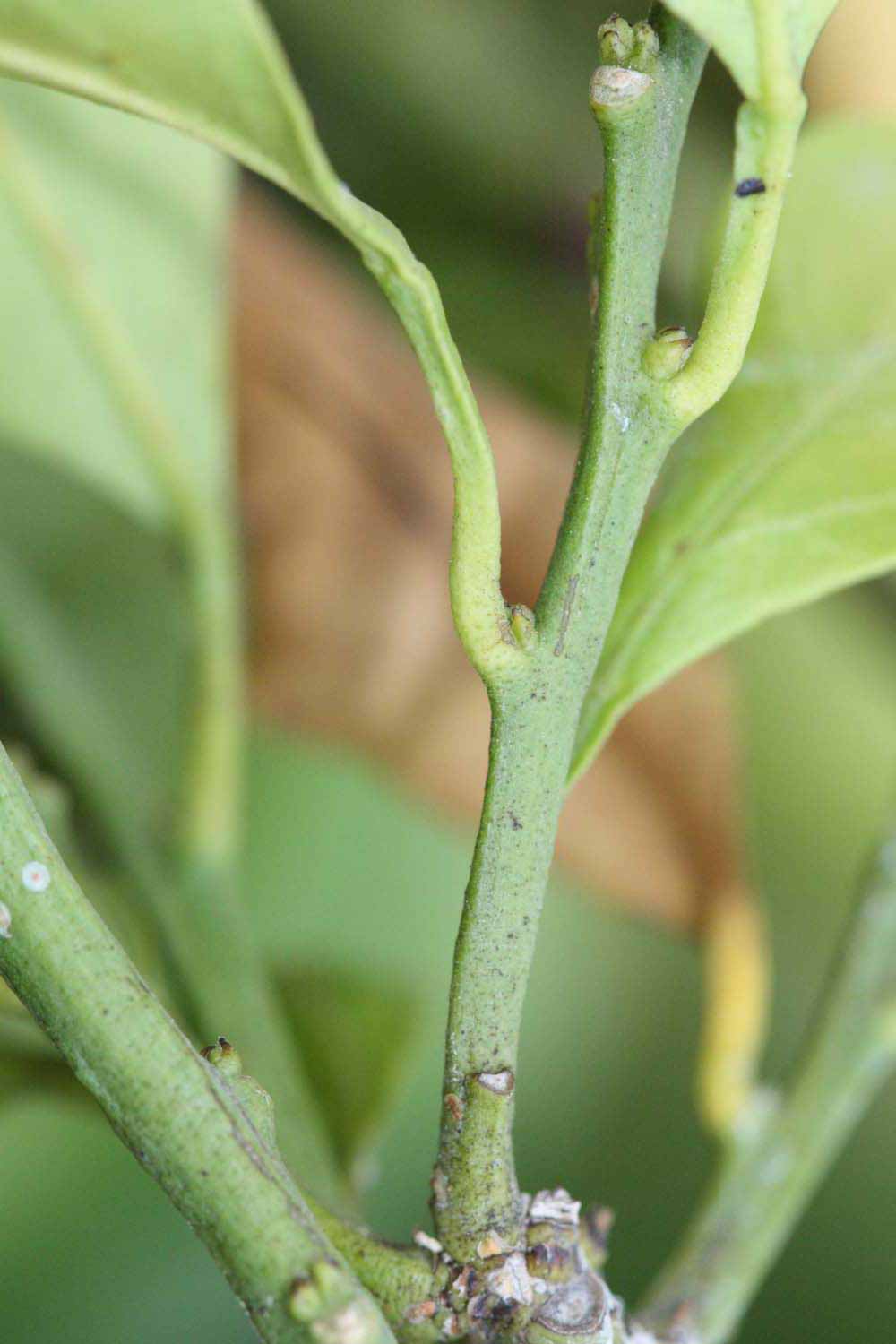            First year twig (Riverside, CA)   